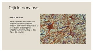 Tejido nervioso
◦ Tejido nervioso:
Es un tejido especializado en
captar las variaciones del
medio, elaborar una respuesta y
conducirla a los órganos
efectores. Constituido por dos
tipos de células:
 