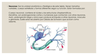 ◦ Neuronas: Son la unidad anatómica y fisiológica de este tejido, tienen tamaños
variables, cuerpo estrellado y formas diferentes según su función. Están formadas por:
Cuerpo neuronal, contiene el núcleo y las estructuras citoplasmáticas.
Dendritas, son prolongaciones cortas y numerosas que contactan con otras neuronas.
Axón, prolongación larga y única que conduce el impulso a otras neuronas, músculos
o glándulas. Suele estar recubierto por Células de Schwann que actúan como
aislante.
 