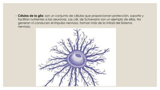 ◦ Células de la glía: son un conjunto de células que proporcionan protección, soporte y
facilitan nutrientes a las neuronas. Las cél. de Schawann son un ejemplo de ellas. No
generan ni conducen el impulso nervioso, forman más de la mitad del Sistema
nervioso.
 