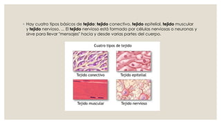 ◦ Hay cuatro tipos básicos de tejido: tejido conectivo, tejido epitelial, tejido muscular
y tejido nervioso. ... El tejido nervioso está formado por células nerviosas o neuronas y
sirve para llevar "mensajes" hacia y desde varias partes del cuerpo.
 