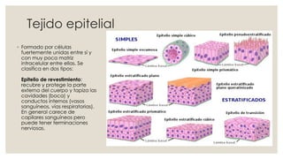 Tejido epitelial
◦ Formado por células
fuertemente unidas entre sí y
con muy poca matriz
intracelular entre ellas. Se
clasifica en dos tipos:
Epitelio de revestimiento:
recubre y protege la parte
externa del cuerpo y tapiza las
cavidades (boca) y
conductos internos (vasos
sanguíneos, vías respiratorias).
En general carece de
capilares sanguíneos pero
puede tener terminaciones
nerviosas.
 