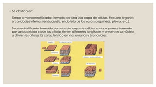 ◦ Se clasifica en:
Simple o monoestratificado: formado por una sola capa de células. Recubre órganos
o cavidades internas (endocardio, endotelio de los vasos sanguíneos, pleura, etc.).
Seudoestratificado: formado por una sola capa de células aunque parece formado
por varias debido a que las células tienen diferentes longitudes y presentan su núcleo
a diferentes alturas. Es característico en vías urinarias y bronquiales.
 
