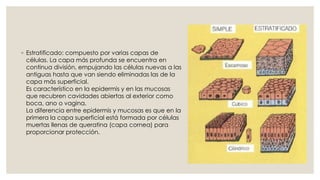 ◦ Estratificado: compuesto por varias capas de
células. La capa más profunda se encuentra en
continua división, empujando las células nuevas a las
antiguas hasta que van siendo eliminadas las de la
capa más superficial.
Es característico en la epidermis y en las mucosas
que recubren cavidades abiertas al exterior como
boca, ano o vagina.
La diferencia entre epidermis y mucosas es que en la
primera la capa superficial está formada por células
muertas llenas de queratina (capa cornea) para
proporcionar protección.
 