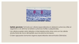 ◦ Epitelio glandular: formado por células especializadas en elaborar sustancias útiles al
organismo o en eliminar al exterior sustancias inútiles o perjudiciales.
◦ Las células pueden estar aisladas e intercaladas entre otras como en las células
productoras de moco del epitelio que recubre los bronquios.
◦ O bien agrupadas formando órganos especializados denominados Glándulas.
 
