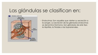 Las glándulas se clasifican en:
◦ Endocrinas: Son aquellas que vierten su secreción a
la sangre. La secreción de las glándulas endocrinas
se denomina Hormona. Son glándulas de este tipo
la Hipófisis, la Tiroides o las Suprarrenales.
 