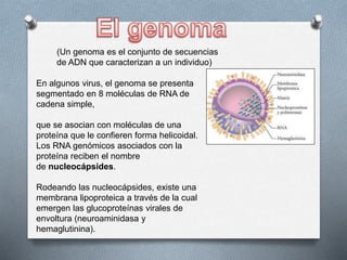 En algunos virus, el genoma se presenta
segmentado en 8 moléculas de RNA de
cadena simple,
que se asocian con moléculas de una
proteína que le confieren forma helicoidal.
Los RNA genómicos asociados con la
proteína reciben el nombre
de nucleocápsides.
Rodeando las nucleocápsides, existe una
membrana lipoproteica a través de la cual
emergen las glucoproteínas virales de
envoltura (neuroaminidasa y
hemaglutinina).
(Un genoma es el conjunto de secuencias
de ADN que caracterizan a un individuo)
 