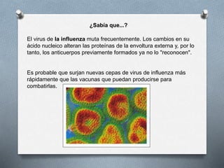 ¿Sabía que...?
El virus de la influenza muta frecuentemente. Los cambios en su
ácido nucleico alteran las proteínas de la envoltura externa y, por lo
tanto, los anticuerpos previamente formados ya no lo "reconocen".
Es probable que surjan nuevas cepas de virus de influenza más
rápidamente que las vacunas que puedan producirse para
combatirlas.
 