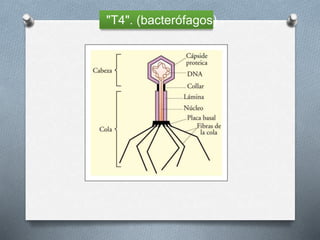"T4". (bacterófagos)
 
