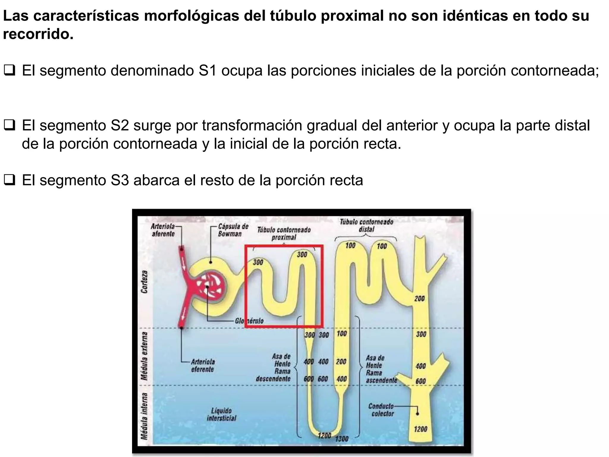 Anatomia e Histologia del Riñom | PPT