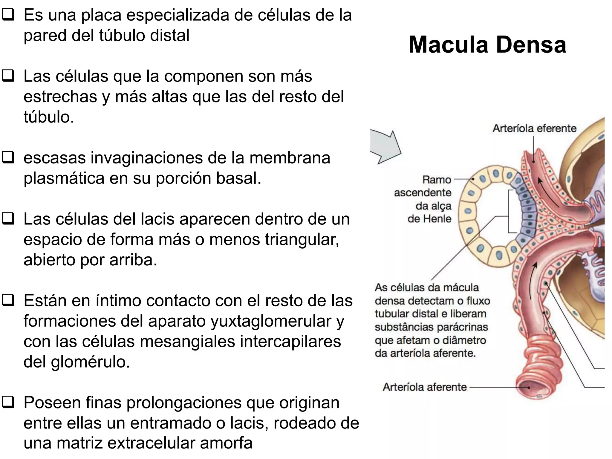 Anatomia e Histologia del Riñom | PPT
