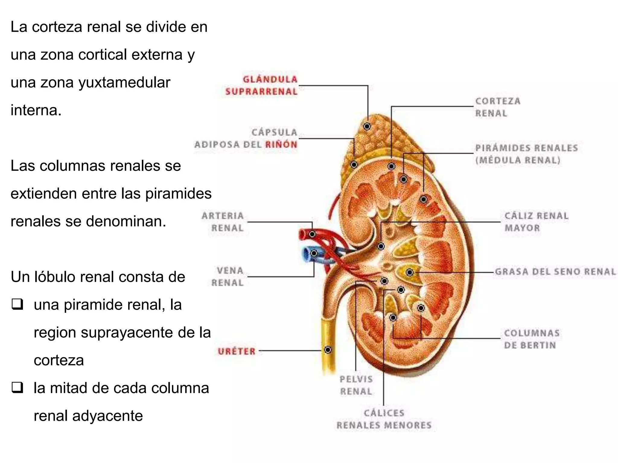 Anatomia e Histologia del Riñom | PPT
