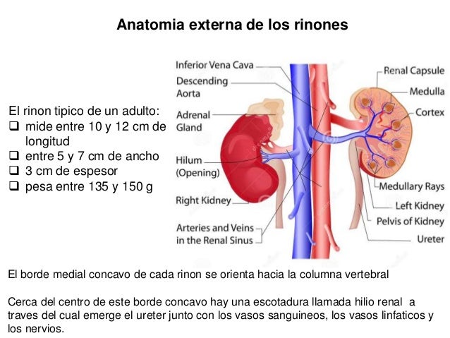 Anatomia e Histologia del Riñom