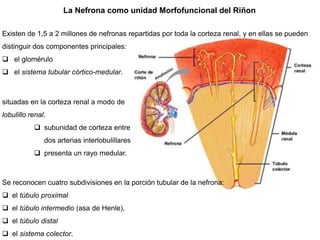 situadas en la corteza renal a modo de
lobulillo renal.
 subunidad de corteza entre
dos arterias interlobulillares
 presenta un rayo medular.
La Nefrona como unidad Morfofuncional del Riñon
Existen de 1,5 a 2 millones de nefronas repartidas por toda la corteza renal, y en ellas se pueden
distinguir dos componentes principales:
 el glomérulo
 el sistema tubular córtico-medular.
Se reconocen cuatro subdivisiones en la porción tubular de la nefrona:
 el túbulo proximal
 el túbulo intermedio (asa de Henle),
 el túbulo distal
 el sistema colector.
 
