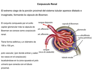 El conjunto compuesto por el ovillo
capilar glomerular más la cápsula de
Bowman se conoce como corpúsculo
renal.
Tiene forma esférica y un diámetro de
100 a 150 μm.
polo vascular, (por donde entran y salen
los vasos en el corpúsculo)
localizándose en la zona opuesta el polo
urinario que conecta con el túbulo
proximal.
Corpusculo Renal
El extremo ciego de la porción proximal del sistema tubular aparece dilatado e
invaginado, formando la cápsula de Bowman.
 