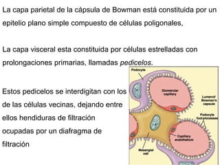 Estos pedicelos se interdigitan con los
de las células vecinas, dejando entre
ellos hendiduras de filtración
ocupadas por un diafragma de
filtración
La capa parietal de la cápsula de Bowman está constituida por un
epitelio plano simple compuesto de células poligonales,
La capa visceral esta constituida por células estrelladas con
prolongaciones primarias, llamadas pedicelos.
 