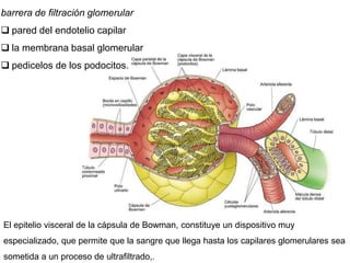 barrera de filtración glomerular
 pared del endotelio capilar
 la membrana basal glomerular
 pedicelos de los podocitos.
El epitelio visceral de la cápsula de Bowman, constituye un dispositivo muy
especializado, que permite que la sangre que llega hasta los capilares glomerulares sea
sometida a un proceso de ultrafiltrado,.
 