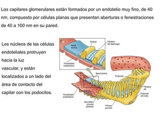 Los capilares glomerulares están formados por un endotelio muy fino, de 40
nm, compuesto por células planas que presentan aberturas o fenestraciones
de 40 a 100 nm en su pared.
Los núcleos de las células
endoteliales protruyen
hacia la luz
vascular, y están
localizados a un lado del
área de contacto del
capilar con los podocitos.
 