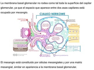 La membrana basal glomerular no rodea como tal toda la superficie del capilar
glomerular, ya que el espacio que aparece entre dos asas capilares está
ocupado por mesangio.
El mesangio está constituido por células mesangiales y por una matriz
mesangial, similar en apariencia a la membrana basal glomerular.
 