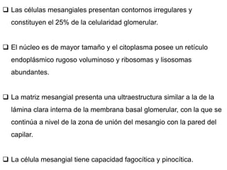  Las células mesangiales presentan contornos irregulares y
constituyen el 25% de la celularidad glomerular.
 El núcleo es de mayor tamaño y el citoplasma posee un retículo
endoplásmico rugoso voluminoso y ribosomas y lisosomas
abundantes.
 La matriz mesangial presenta una ultraestructura similar a la de la
lámina clara interna de la membrana basal glomerular, con la que se
continúa a nivel de la zona de unión del mesangio con la pared del
capilar.
 La célula mesangial tiene capacidad fagocítica y pinocítica.
 