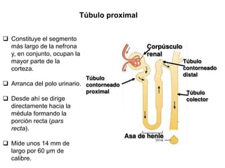  Constituye el segmento
más largo de la nefrona
y, en conjunto, ocupan la
mayor parte de la
corteza.
 Arranca del polo urinario.
 Desde ahí se dirige
directamente hacia la
médula formando la
porción recta (pars
recta).
 Mide unos 14 mm de
largo por 60 μm de
calibre.
Túbulo proximal
 