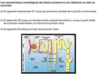Las características morfológicas del túbulo proximal no son idénticas en todo su
recorrido.
 El segmento denominado S1 ocupa las porciones iniciales de la porción contorneada;
 El segmento S2 surge por transformación gradual del anterior y ocupa la parte distal
de la porción contorneada y la inicial de la porción recta.
 El segmento S3 abarca el resto de la porción recta
 