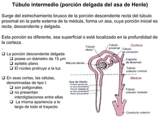 Túbulo intermedio (porción delgada del asa de Henle)
Surge del estrechamiento brusco de la porción descendente recta del túbulo
proximal en la parte externa de la médula, forma un asa, cuya porción inicial es
recta, descendente y delgada.
Esta porción es diferente, sea superficial o esté localizado en la profundidad de
la corteza.
.
 La porción descendente delgada
 posee un diámetro de 15 μm
 epitelio plano
 El núcleo protruye a la luz
 En asas cortas, las células,
denominadas de tipo I.
 son poligonales
 no presentan
interdigitaciones entre ellas
 La misma apariencia a lo
largo de todo el trayecto.
 