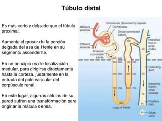Es más corto y delgado que el túbulo
proximal.
Aumenta el grosor de la porción
delgada del asa de Henle en su
segmento ascendente.
En un principio es de localización
medular, para dirigirse directamente
hasta la corteza, justamente en la
entrada del polo vascular del
corpúsculo renal.
En este lugar, algunas células de su
pared sufren una transformación para
originar la mácula densa.
Túbulo distal
 