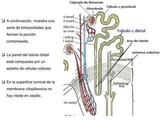 A continuación, muestra una
serie de tortuosidades que
forman la porción
contorneada.
 La pared del túbulo distal
está compuesta por un
epitelio de células cúbicas.
 En la superficie luminal de la
membrana citoplásmica no
hay ribete en cepillo.
 