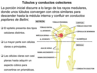 La porción inicial discurre a lo largo de los rayos medulares,
donde unos túbulos convergen con otros similares para
descender hasta la médula interna y confluir en conductos
papilares de Bellini.
Túbulos y conductos colectores
 El epitelio presenta dos tipos
celulares distintos.
 La mayor parte son células
claras o principales.
 Las células claras son casi
planas hasta adquirir un
aspecto cúbico para
convertirse en prismáticas.
 
