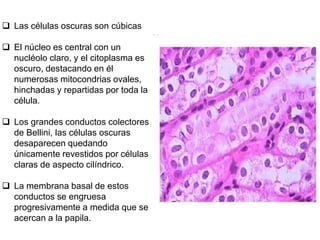  Las células oscuras son cúbicas
 El núcleo es central con un
nucléolo claro, y el citoplasma es
oscuro, destacando en él
numerosas mitocondrias ovales,
hinchadas y repartidas por toda la
célula.
 Los grandes conductos colectores
de Bellini, las células oscuras
desaparecen quedando
únicamente revestidos por células
claras de aspecto cilíndrico.
 La membrana basal de estos
conductos se engruesa
progresivamente a medida que se
acercan a la papila.
 
