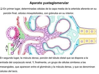 Aparato yuxtaglomerular
En segundo lugar, la mácula densa, porción del túbulo distal que se dispone a la
entrada del corpúsculo renal. Y, finalmente, un grupo de células similares a las
mesangiales, que aparecen entre el glomérulo y la mácula densa, y que se denominan
células del lacis.
 En primer lugar, determinadas células de la capa media de la arteriola aferente en su
porción final, células mioepitelioides, con gránulos en su interior.
 
