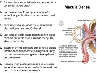  Es una placa especializada de células de la
pared del túbulo distal
 Las células que la componen son más
estrechas y más altas que las del resto del
túbulo.
 escasas invaginaciones de la membrana
plasmática en su porción basal.
 Las células del lacis aparecen dentro de un
espacio de forma más o menos triangular,
abierto por arriba.
 Están en íntimo contacto con el resto de las
formaciones del aparato yuxtaglomerular y
con las células mesangiales intercapilares
del glomérulo.
 Poseen finas prolongaciones que originan
entre ellas un entramado o lacis, rodeado de
una matriz extracelular amorfa
Macula Densa
 