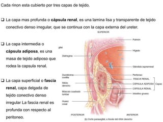  La capa intermedia o
cápsula adiposa, es una
masa de tejido adiposo que
rodea la capsula renal.
 La capa superficial o fascia
renal, capa delgada de
tejido conectivo denso
irregular La fascia renal es
profunda con respecto al
peritoneo.
Cada rinon esta cubierto por tres capas de tejido.
 La capa mas profunda o cápsula renal, es una lamina lisa y transparente de tejido
conectivo denso irregular, que se continua con la capa externa del ureter.
 
