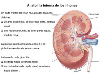 Anatomia interna de los rinones
Un corte frontal del rinon muestra dos regiones
distintas:
 un area superficial, de color rojo claro, corteza
renal
 una region profunda, de color pardo rojizo,
médula renal
La medula renal compuesta entre 8 y 18
pirámides renales de forma conica.
La base de cada piramide:
 se dirige hacia la corteza renal
 su vertice llamada papila renal, se orienta
hacia el hilio. .
 