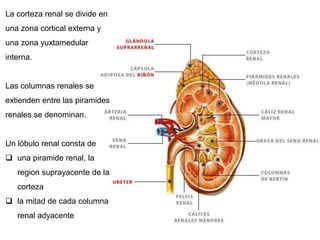 La corteza renal se divide en
una zona cortical externa y
una zona yuxtamedular
interna.
Las columnas renales se
extienden entre las piramides
renales se denominan.
Un lóbulo renal consta de
 una piramide renal, la
region suprayacente de la
corteza
 la mitad de cada columna
renal adyacente
 