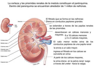 La corteza y las piramides renales de la medula constituyen el parénquima.
Dentro del parenquima se encuentran alrededor de 1 millon de nefronas.
El filtrado que se forma en las nefronas:
Drena en conductos papilares grandes
se extienden a traves de las papilas renales
de las piramides.
desembocan en cálices menores y
mayores. 8 a 18 calices menores
y 2 o 3 calices mayores.
El caliz menor recibe orina de los
conductos papilares de una papila renal
la envia a un caliz mayor.
ingresa el filtrado en los calices se
convierte en orina
A partir de los calices mayores,
la orina drena en la pelvis renal luego
a traves del ureter hacia la vejiga.
 