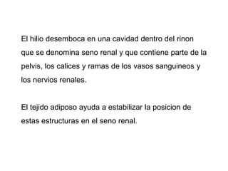 El hilio desemboca en una cavidad dentro del rinon
que se denomina seno renal y que contiene parte de la
pelvis, los calices y ramas de los vasos sanguineos y
los nervios renales.
El tejido adiposo ayuda a estabilizar la posicion de
estas estructuras en el seno renal.
 