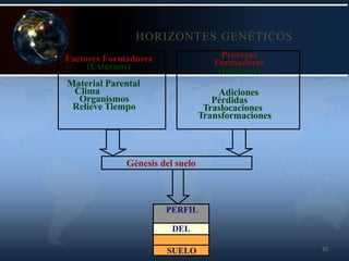 10
HORIZONTES GENÉTICOS
Factores Formadores
(Externos)
Material Parental
Clima
Organismos
Relieve Tiempo
Génesis del suelo
Procesos
Formadores
(Internos)
Adiciones
Pérdidas
Traslocaciones
Transformaciones
PERFIL
DEL
SUELO
 