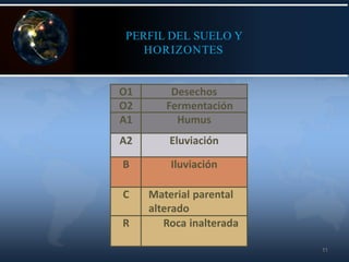 11
PERFIL DEL SUELO Y
HORIZONTES
O1 Desechos
O2 Fermentación
A1 Humus
A2 Eluviación
B Iluviación
C Material parental
alterado
R Roca inalterada
 