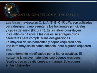 13
HORIZONTES GENÉTICOS PRINCIPALES
Las letras mayúsculas O, L, A, E, B, C, R y W, son utilizadas
para designar y representar a los horizontes principales
y capas de suelo (Figura 1). Estas letras constituyen
los símbolos básicos a las cuales se agregan otros
caracteres para completar las designaciones.
La mayoría de los horizontes y capas requieren sólo
una letra mayúscula como símbolo, pero algunos requieren
dos.
secuentemente modificados por la fauna acuática. El
horizonte L incluye materiales coprógenos (residuos
fecales, tierras de diatomeas, y marga). Solo ocurre
en los Histosoles.
 