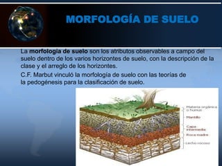MORFOLOGÍA DE SUELO
La morfología de suelo son los atributos observables a campo del
suelo dentro de los varios horizontes de suelo, con la descripción de la
clase y el arreglo de los horizontes.
C.F. Marbut vinculó la morfología de suelo con las teorías de
la pedogénesis para la clasificación de suelo.
 