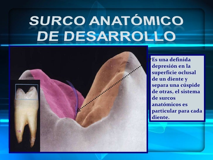 Morfologia dental
