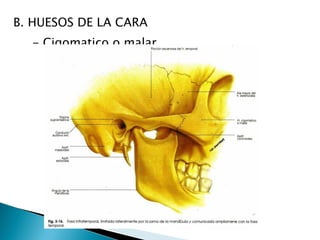 B. HUESOS DE LA CARA  - Cigomatico o malar  