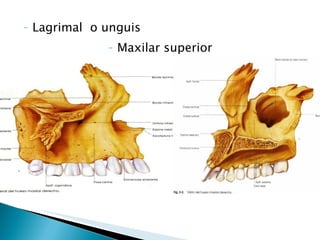 Lagrimal  o unguis Maxilar superior  