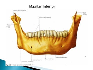 Maxilar inferior 