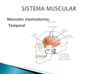Músculos masticatorios:  Temporal  