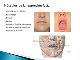 Músculos de la  expresión facial  . orbicular de los labios  . buccinador . frontal  . canino . cuadrado de el labio superior  . cuadrado de el labio inferior  . borla de el mentón  