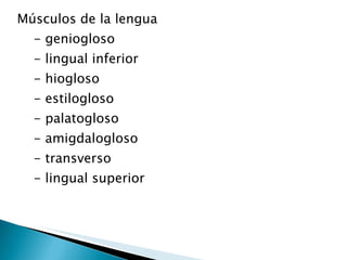 Músculos de la lengua  - geniogloso - lingual inferior - hiogloso - estilogloso - palatogloso  - amigdalogloso - transverso - lingual superior 