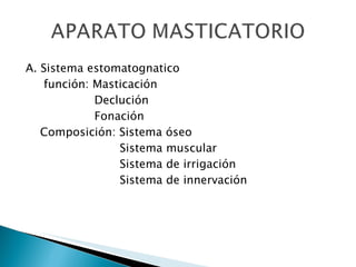 A. Sistema estomatognatico función: Masticación  Declución Fonación Composición: Sistema óseo  Sistema muscular Sistema de irrigación Sistema de innervación 