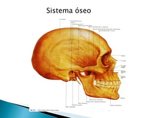 Sistema óseo 